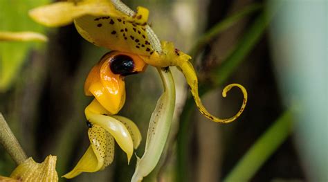 BEE ORCHID FLOWER ESSENCE - LOTUSWEI