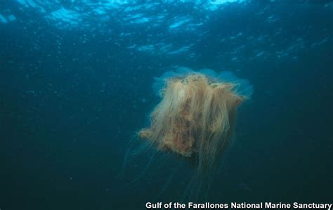 Lion's Mane Jellyfish - Oceana