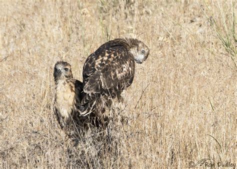 Some Very Good News On The Red-tailed Hawk Nesting Front – Feathered Photography