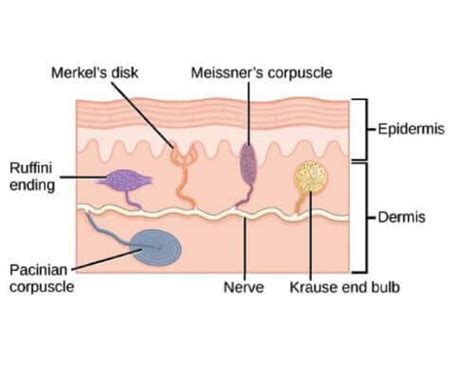 Mechanoreceptors : Mnemonic | Epomedicine