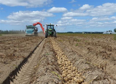 Ten Tips for a Tip-Top Harvest - Spud Smart