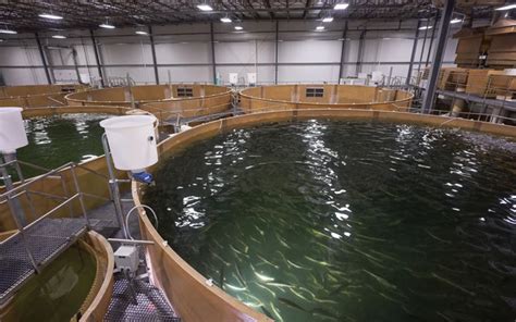 Aquafeed.com | AquaBounty pauses Ohio farm construction