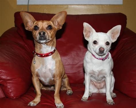 Image - Beverly-hills-chihuahua-papi-chloe.jpg - Disney Wiki - Wikia