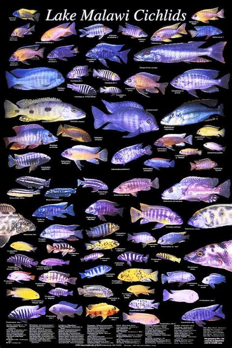 Lake Malawi Cichlids. … | Cichlid aquarium, Cichlids, Lake malawi cichlids