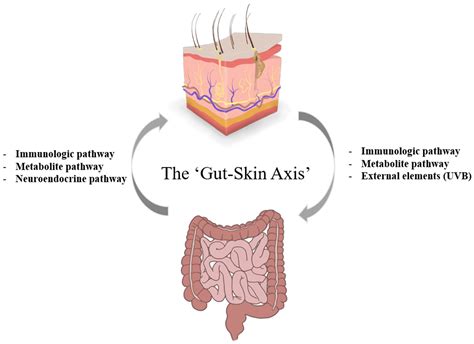 IJMS | Free Full-Text | Comparative Analysis of the Microbiome across the Gut–Skin Axis in ...