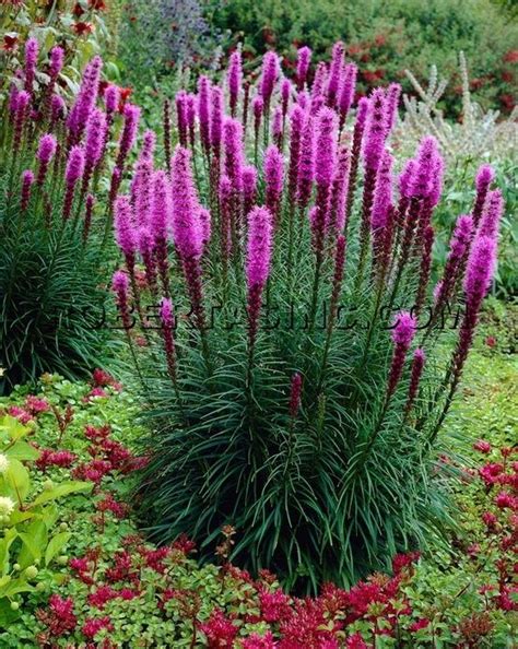 Blazing star (liatris), perennial | GARDEN | Pinterest