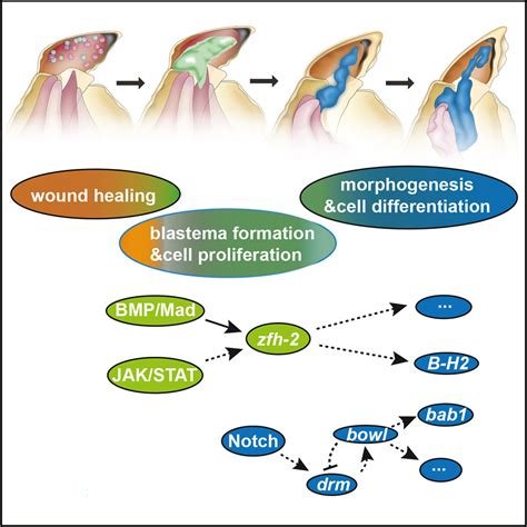 Two transcriptional cascades orchestrate cockroach leg regeneration ...