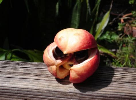 10 Rarest Fruits You Probably Haven't Even Heard Of - The Mysterious World