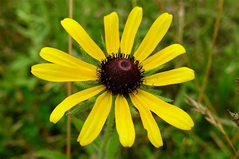 Rudbeckia hirta - Wildflowers of the National Capital Region