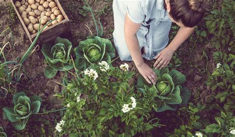 Nutritional value of savoy cabbage - Nutrition