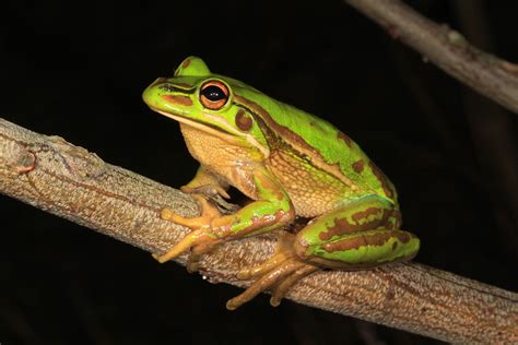 Green and golden bell frog (Litoria aurea) – The Clean Air and Urban ...