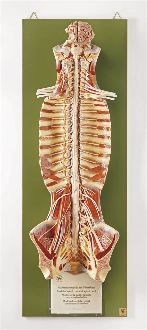 Spinal Cord with Spinal Canal | SOMSO Spinal Cord Model in the Spinal Canal