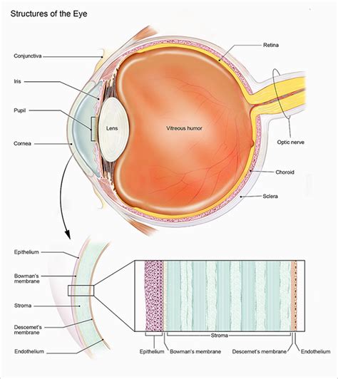 Eye Infections in Baby, Children & Adults - Causes, Diagnosis & Treatment