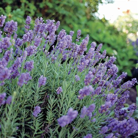 Do Lavender Plants Need Full Sun - Herb Garden