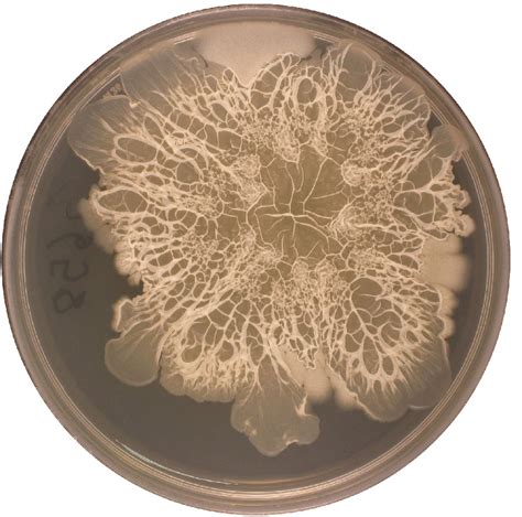 Gallery: Bacteria in Your Belly Button | Live Science