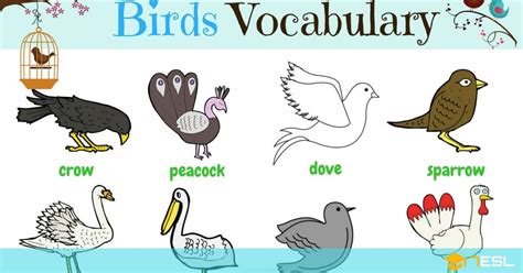 vocabulary birds - 7 E S L