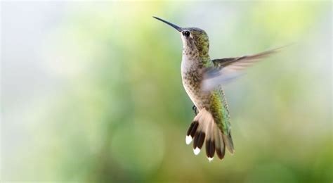 10 Helpful Facts About Hummingbirds | The Fact Site