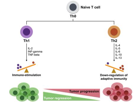 Effects of Th1/Th2 on tumor progression. Naive T cells become Th1 cells ...