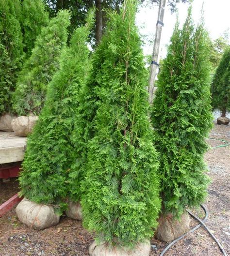 Emerald Cedar for privacy hedge | Cedar trees, Diy raised garden, Cedar hedge