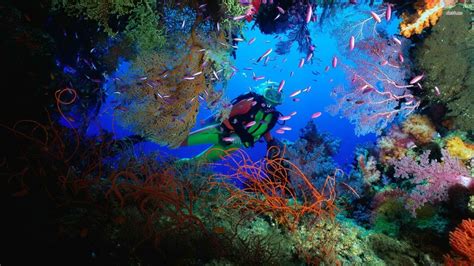 Scuba Diving Wallpaper High Resolution - WallpaperSafari