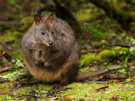 Best Pademelon Stock Photos, Pictures & Royalty-Free Images - iStock