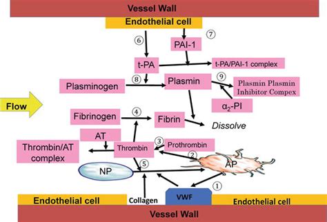 Mechanism of Thrombus Formation in Regard to Diet | IntechOpen