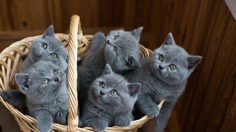 Basket of Kittens Wallpapers on WallpaperDog