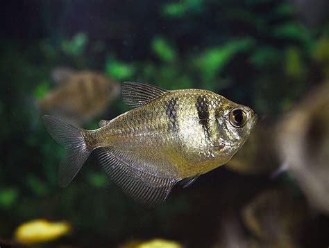 Black Tetra: Your Guide to a Stunning Schooling Fish