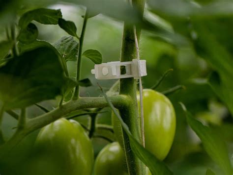 Tomato clips – Support your crops with high quality clips from Italian ...