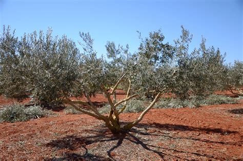 Pruning olive trees: “Without too much wood, the olives will be better and more”