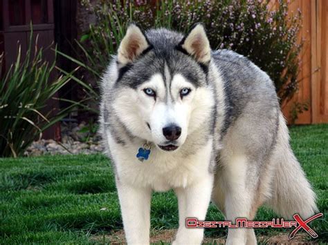 Pin by Grazi Cullen Winchester Haris on Dog - Husky | Husky wolf mix, Wolf husky, Wolf husky hybrid