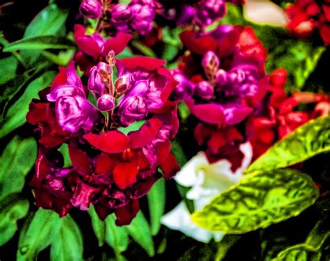 Red And Purple Flowers Free Stock Photo - Public Domain Pictures