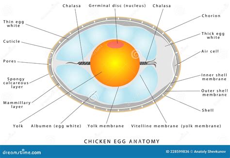 Chicken egg anatomy illustration de vecteur. Illustration du ...