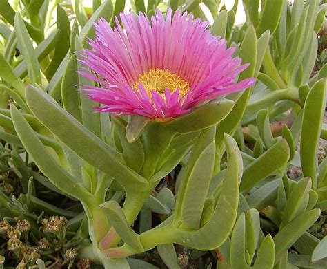 Carpobrotus Edulis | Only Foods