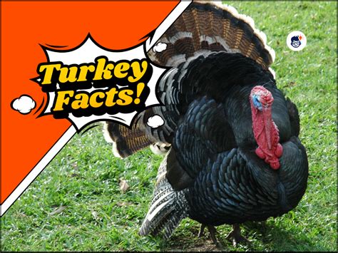 22 Surprising Turkey Bird Facts: You Didn't Know