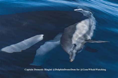 Orca attacks (and catches) common dolphin (near Catalina Island) via Gone Whale Watching : r ...