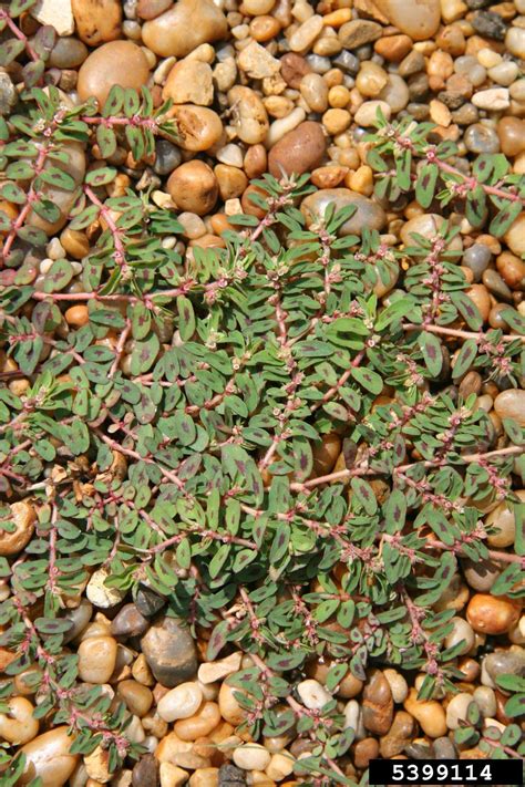 spotted spurge (Euphorbia maculata (L.) Small)