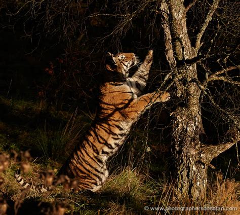 Scotland Wildlife Photography Extravaganza 7 Day Photo Workshop