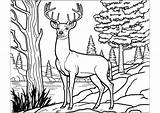 Coloring A deer In The Forest  Deers Kids Pages sketch template