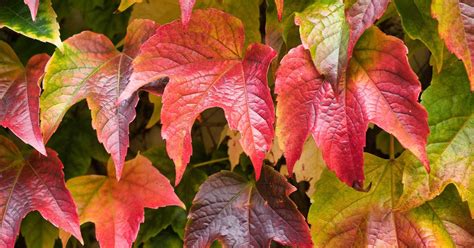 Boston Ivy Growing Guides, Tips, and Info | Gardener's Path