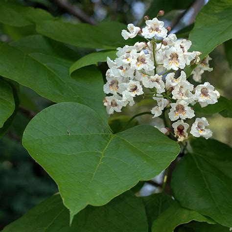 Catalpa bignonioides - Alchetron, The Free Social Encyclopedia