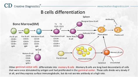 B cell differentiation