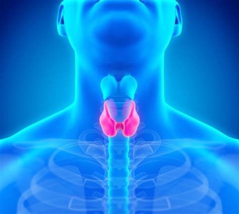 Kenali Bahaya Gangguan Hormon Tiroid ~ Info Kesihatan