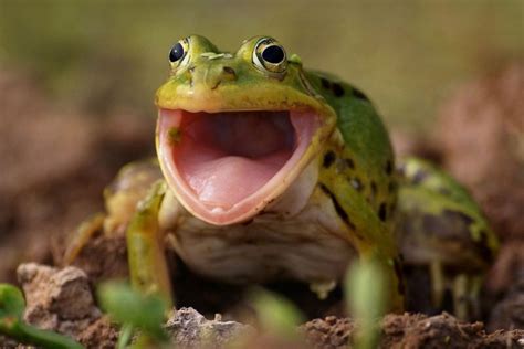 Frogs Screaming: Why Do Frogs Scream?