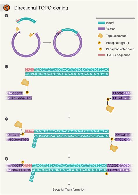 Directional TOPO Cloning - Sharebiology