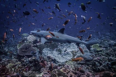 Scuba Dive Komodo National Park - 2 dives (certified divers) 2024 ...