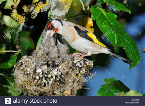 Baby Goldfinch High Resolution Stock Photography and Images - Alamy