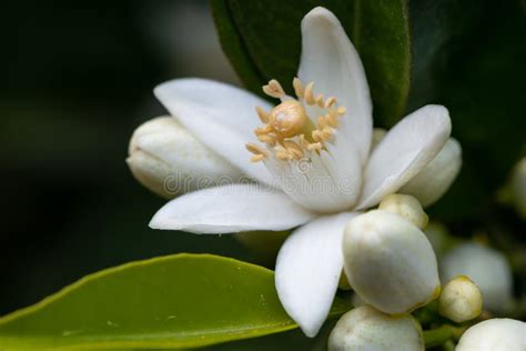 Orange Tree Blossom. Close Up Flower Photo Stock Image - Image of ...