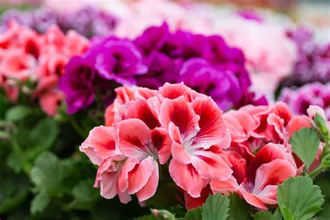 Geranium Bloem - Bloemen