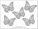 Butterflies Coloring Pages For Adults sketch template
